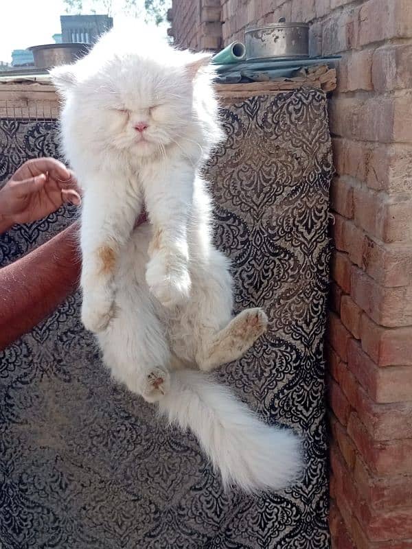 Persian cat male 10