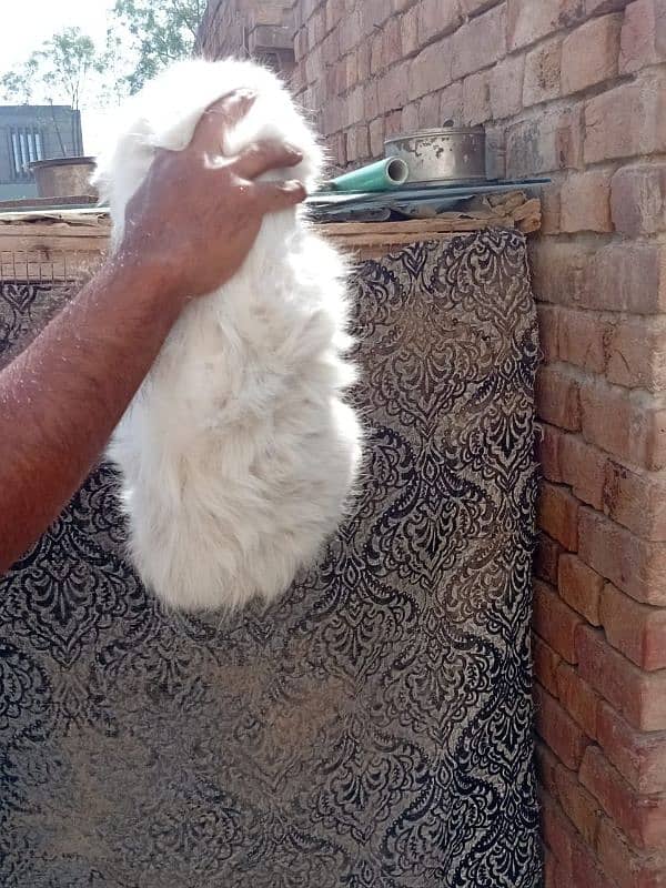 Persian cat male 11