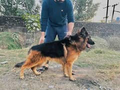 German shepherd dog male age 2 year old