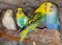 Sale on budgies home breed birds fresh birds