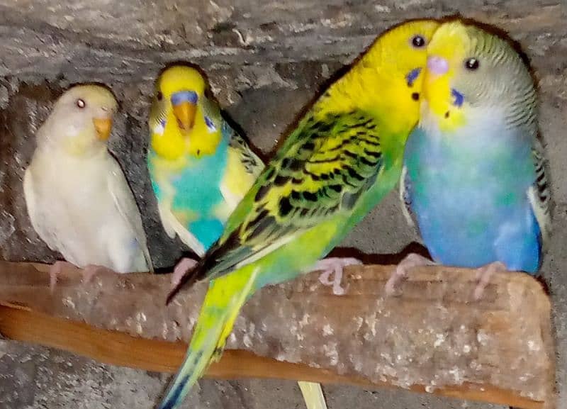 Sale on budgies home breed birds fresh birds 0