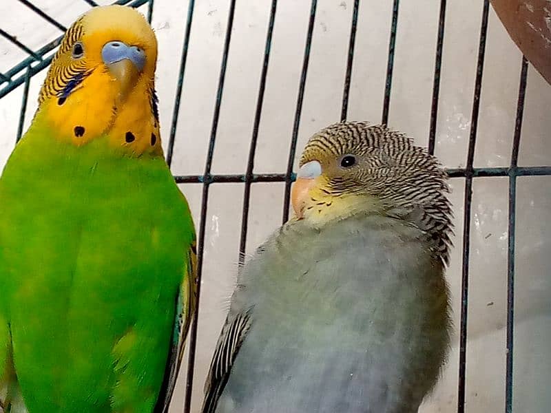 Sale on budgies home breed birds fresh birds 1