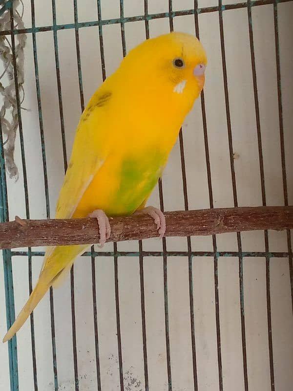 Sale on budgies home breed birds fresh birds 2