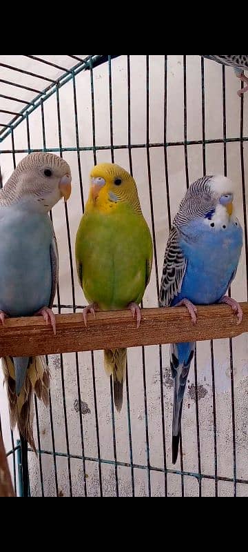 Sale on budgies home breed birds fresh birds 3