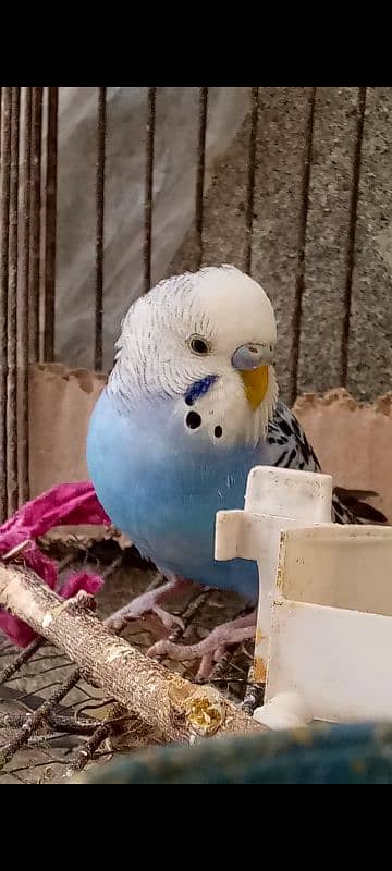 Sale on budgies home breed birds fresh birds 4