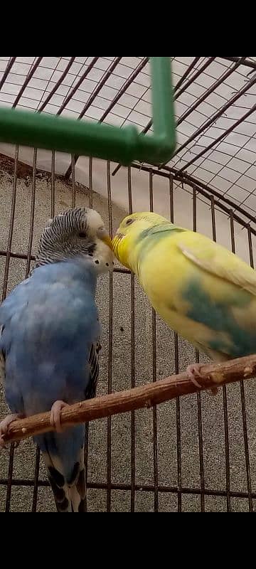 Sale on budgies home breed birds fresh birds 5