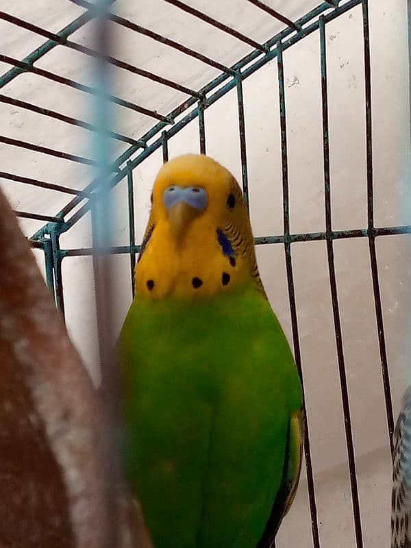 Sale on budgies home breed birds fresh birds 6