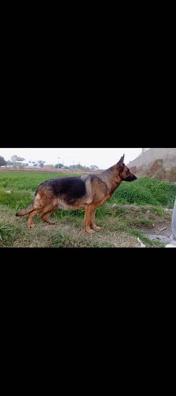 pink pedigree female for sale 4