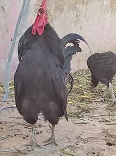 Australorp, Heera, aseel, R. I. R and mushka females available