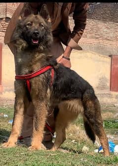 Pure bagiyari full security guard female 7 months for sale