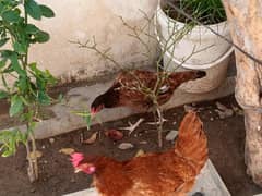 2 Eggs laying hens