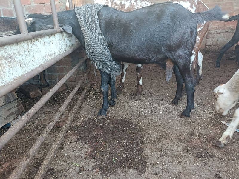 Gabban, pregnant nagri bakri 2.5 kg milk approximately 24hours 3