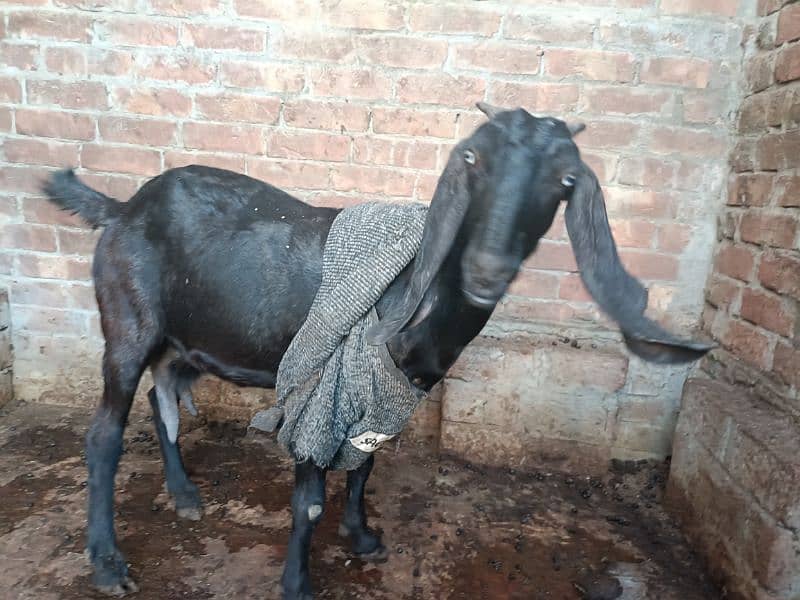 Gabban, pregnant nagri bakri 2.5 kg milk approximately 24hours 4