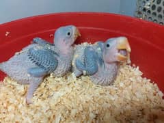 Kashmiri Raw Parrot Chicks