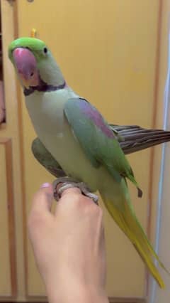 RAW Tamed parrot for sale