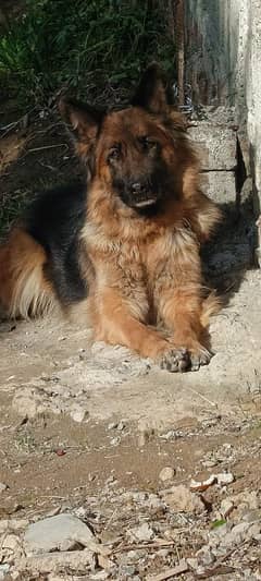 German Shepherd female