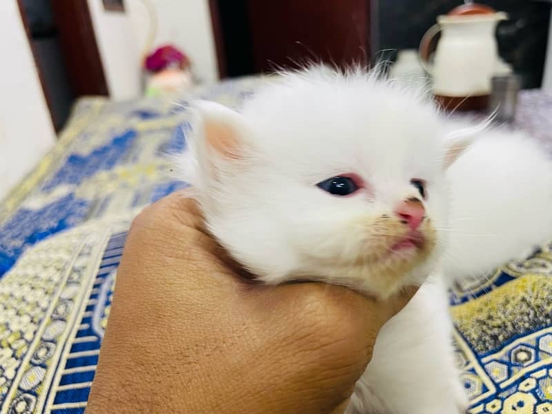 Persian kitten pair Tripple Coad 1