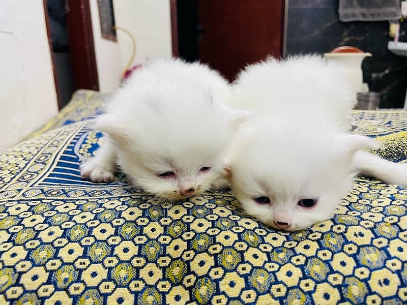 Persian kitten pair Tripple Coad 2