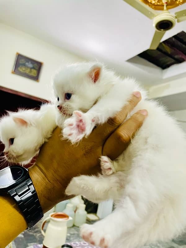 Persian kitten pair Tripple Coad 5