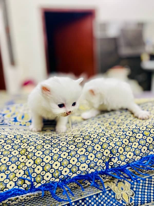 Persian kitten pair Tripple Coad 7