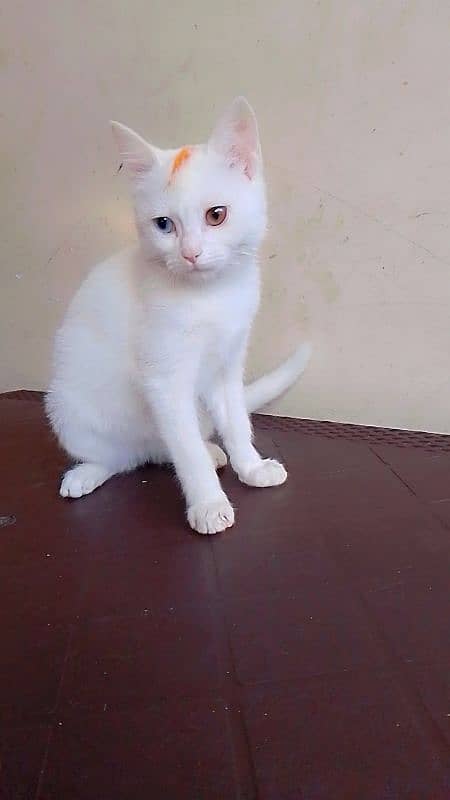 urgent for sale kitten 1