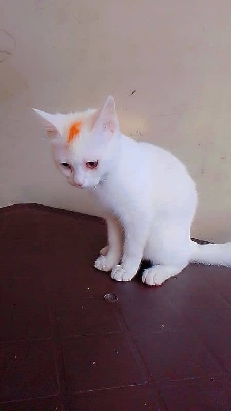 urgent for sale kitten 2