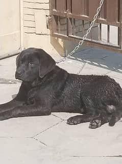 black American labrador