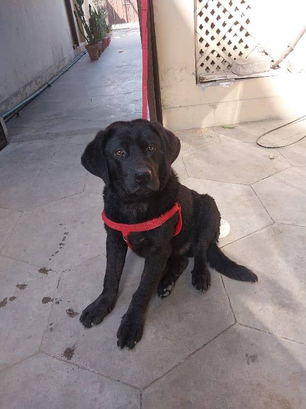 black American labrador 1