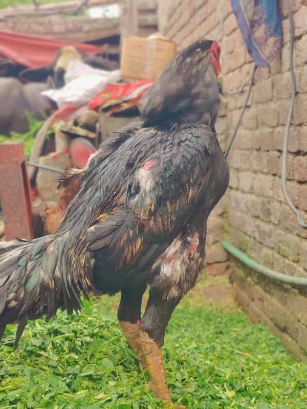 Shamo male and female egg one egg price 5000 3