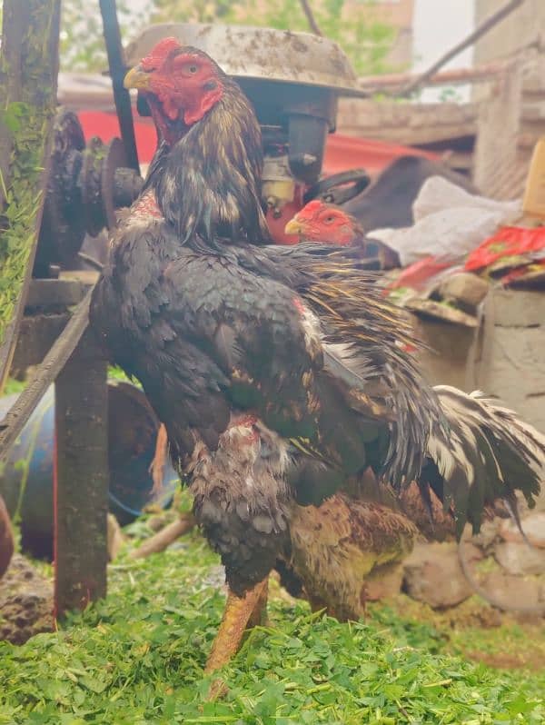 Shamo male and female egg one egg price 5000 4