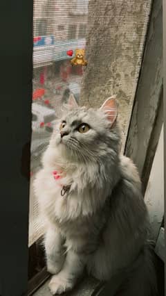 grey cute Persian