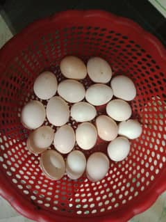 pure aseel eggs for sale