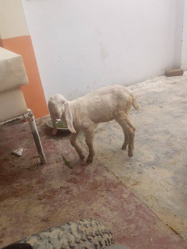 goat sale urgent 03275272190 watsapp 0