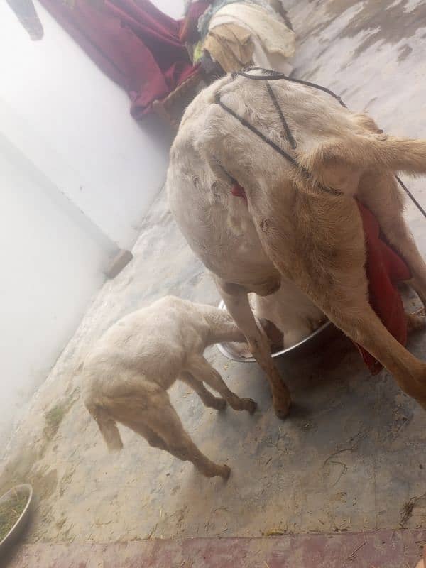 goat sale urgent 03275272190 watsapp 1