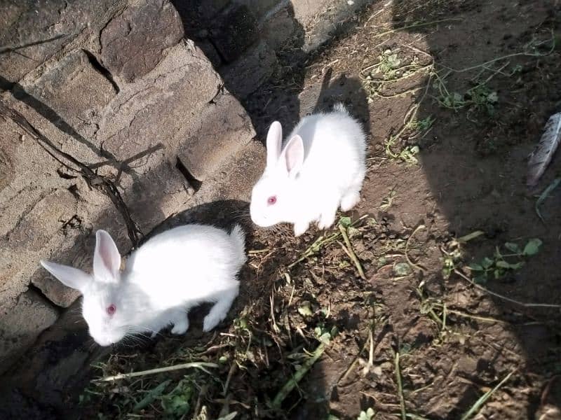 Rabbits 1