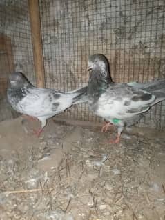 lakha pigeon