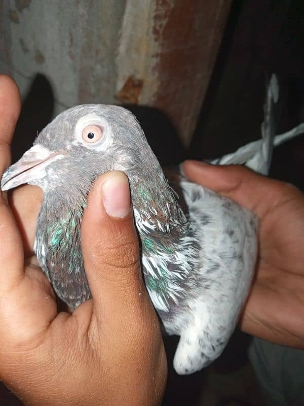 lakha pigeon 1