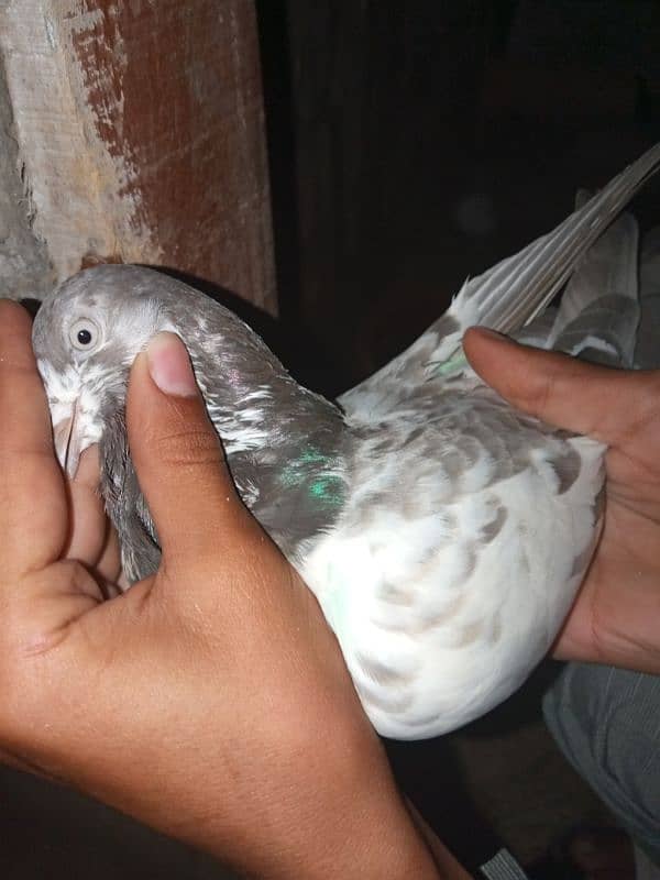 lakha pigeon 3