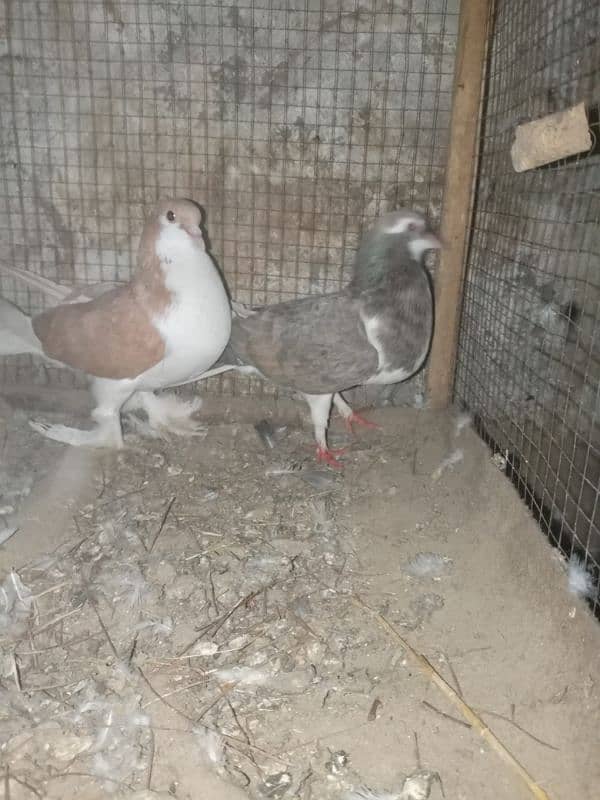 lakha pigeon 4