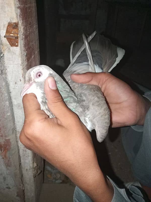 lakha pigeon 7