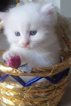 white Persian cat 9month age vaccine yes WhatsApp number 03117118151