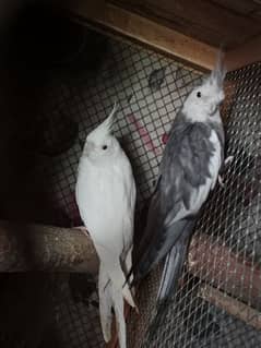 2 Cockatiels breeder pairs available