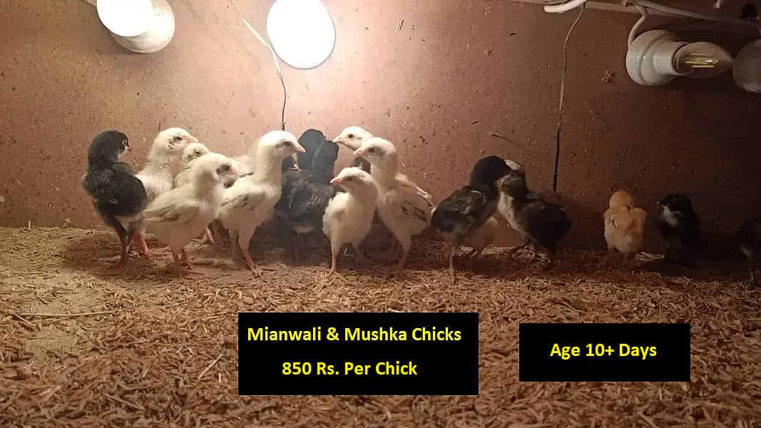 High Quality Aseel Chicks of Mianwali, Mushka, Heera, Fertile Eggs 0