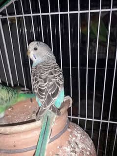 Buggies parrot breedar pair