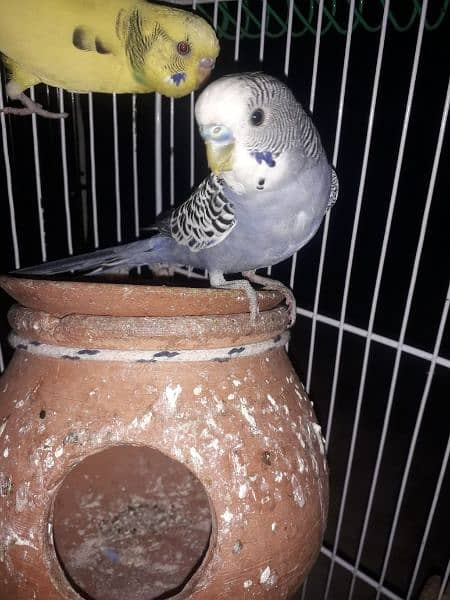 Buggies parrot breedar pair 2