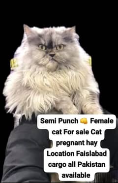 semi Punch pregnant female cat for sale whatsup nbr 03084970434