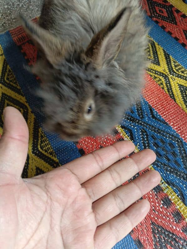 Hand Taimed Spanish Panther Rabbit Healthy 1