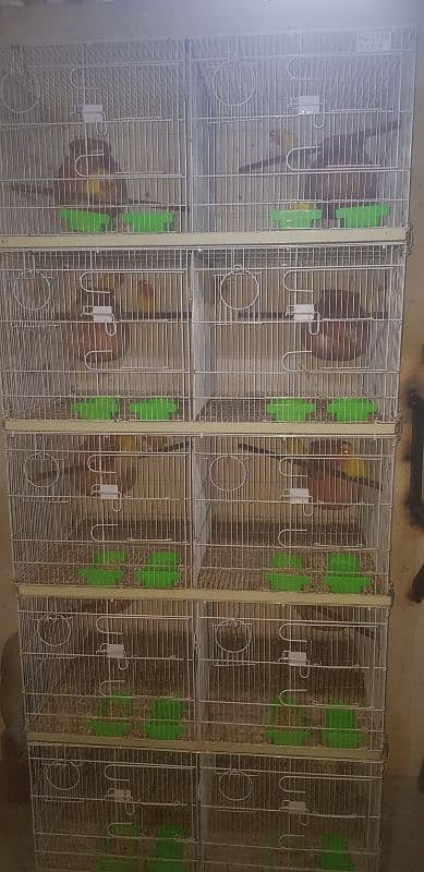 Lutino Lovebirds Farm Breeder 27 Pair 0