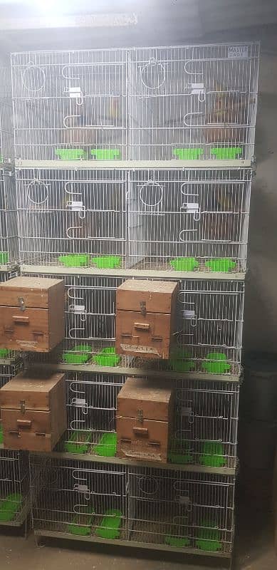 Lutino Lovebirds Farm Breeder 27 Pair 1