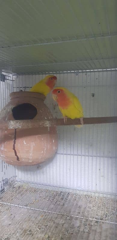 Lutino Lovebirds Farm Breeder 27 Pair 2